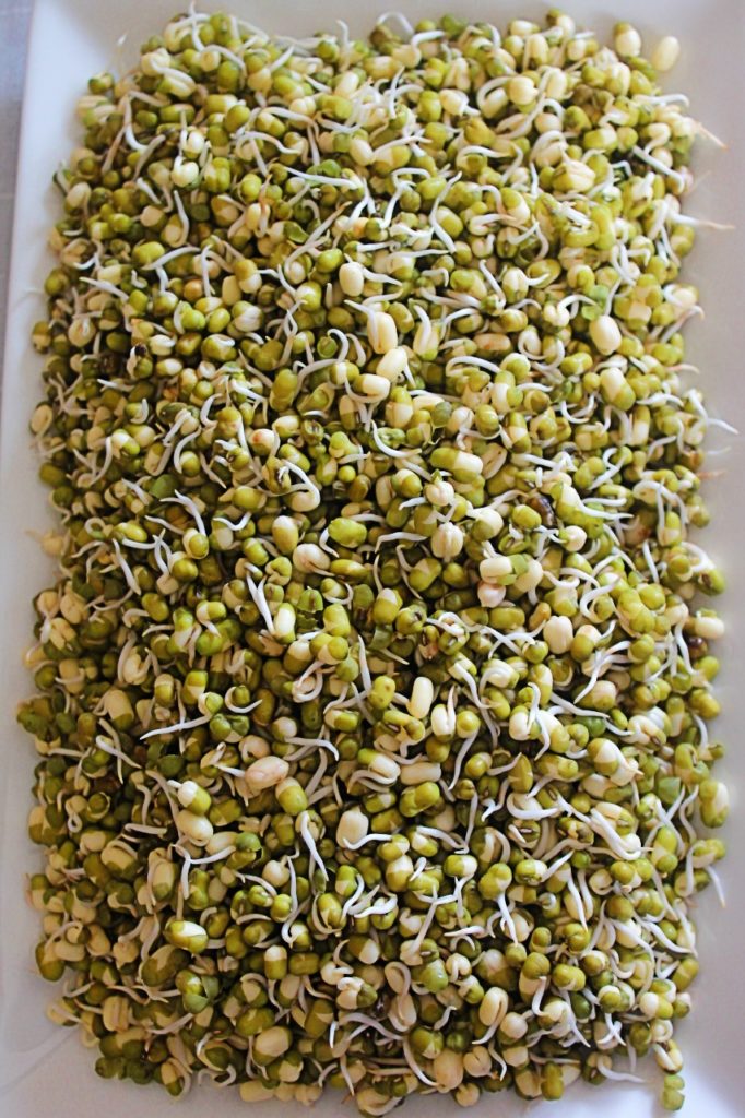 how sprout beans
