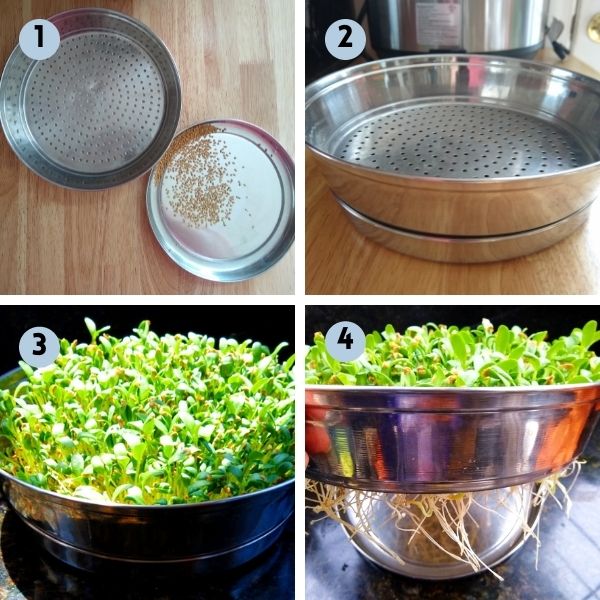 fenugreek microgreens