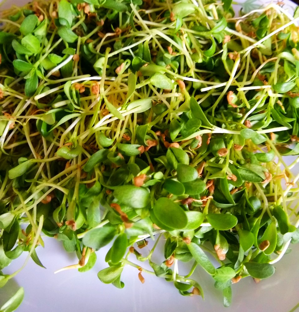 Microgreens Fenugreek Flatbread / Methi Thepla Living Smart And Healthy