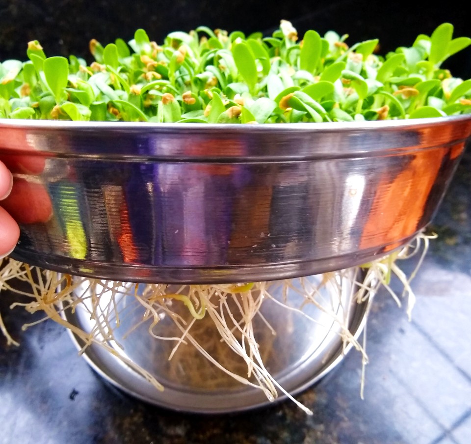 Microgreens Fenugreek Flatbread / Methi Thepla Living Smart And Healthy